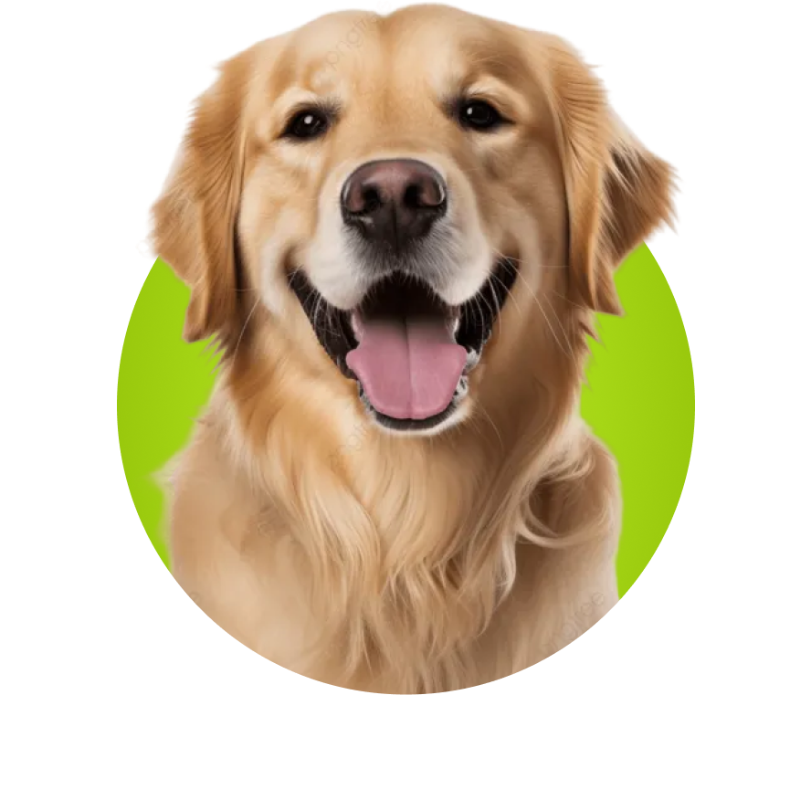 Chiens