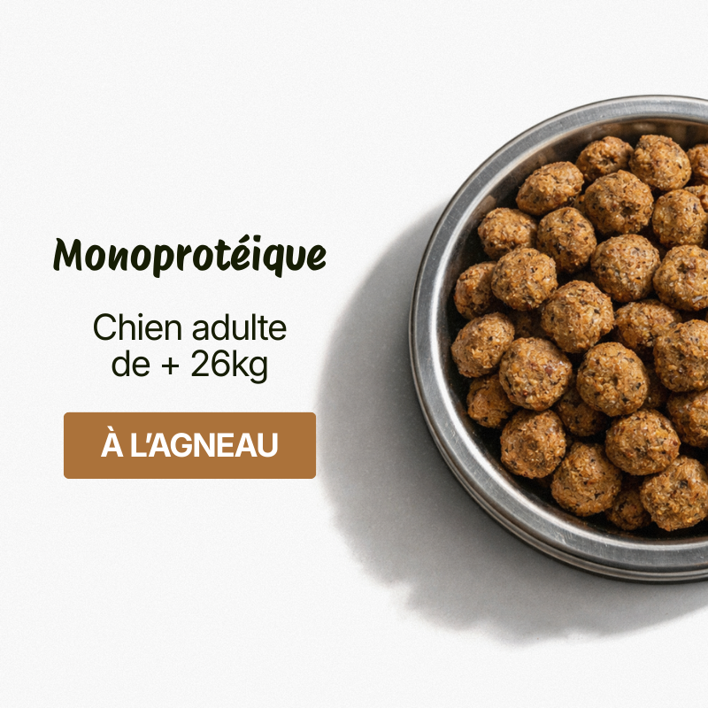 Croquettes pour Chien Large Adulte - Agneau, Pommes de terre et Riz (Chiens de 26 kg+)