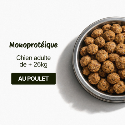 Croquettes pour Chien Large Adulte - Poulet et Riz (Chiens de 26 kg+)