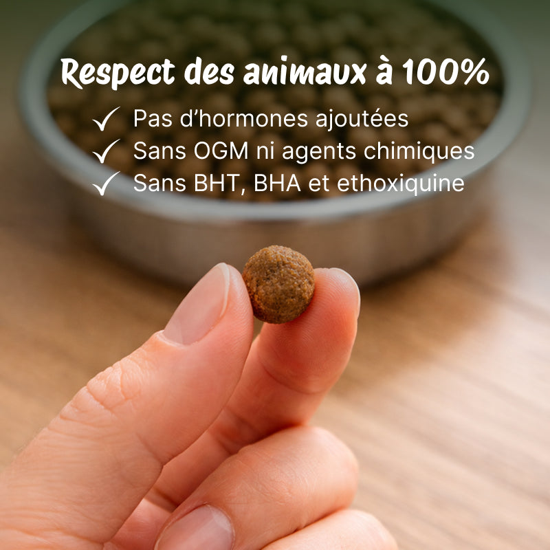 Croquettes pour Chien Medium Adulte  - Poisson de l’océan et Riz (Chiens entre 11-25 kg)
